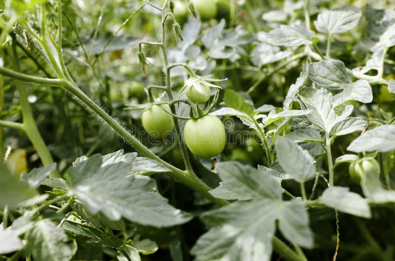 Tomato grows in the garden stock photo. Image of botanical 236618466