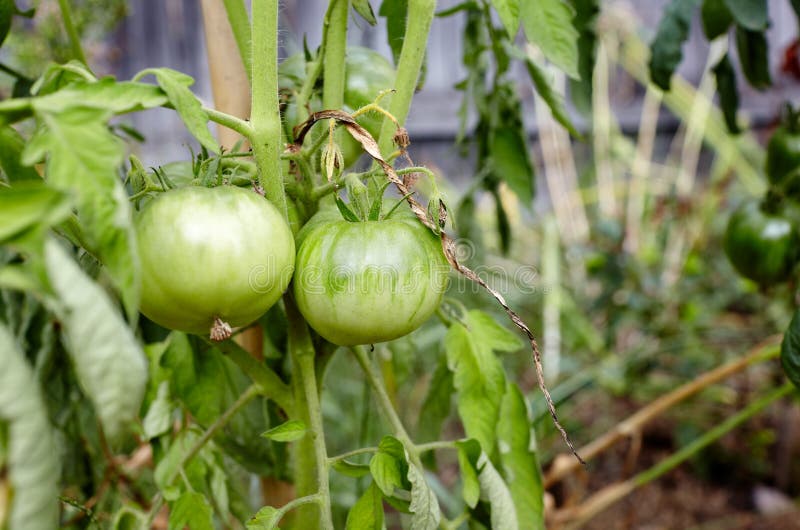 Tomato grows in the garden stock image. Image of botanical 238536235