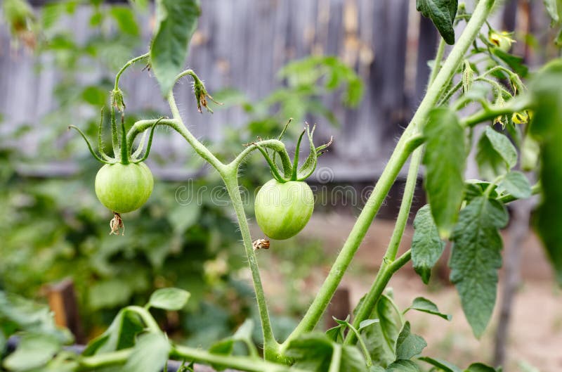 Tomato grows in the garden stock photo. Image of cultivated 240041424