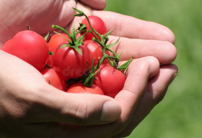 Tomato Harvest Picture. Image 2751365