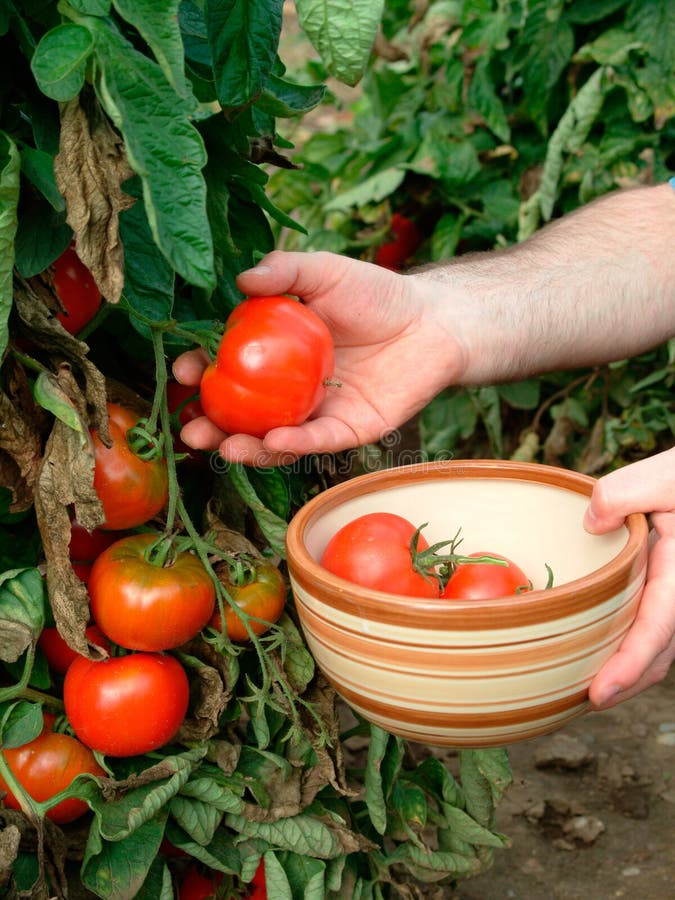 Tomato harvest stock photo. Image of tomato, allotment 48628894
