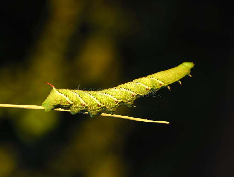 Tomato horn caterpillar. stock photo. Image of detail 44609126
