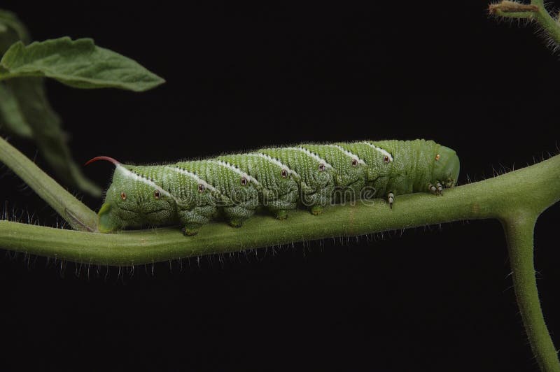 download hornworm download hornworm