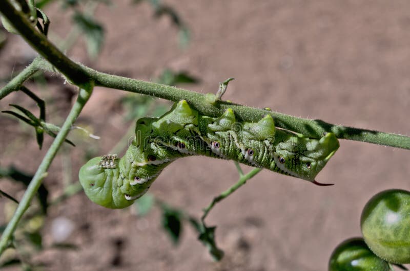 download hornworm larvae download hornworm larvae