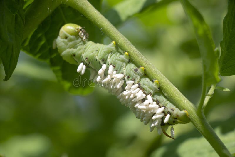download hornworm caterpillar download hornworm caterpillar