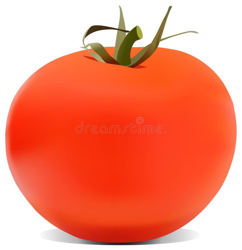 The tomato illustration