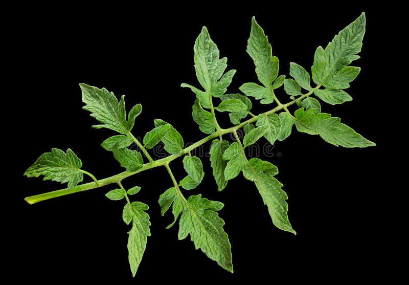 Tomato with leaf of salad stock image. Image of sketch - 221423713