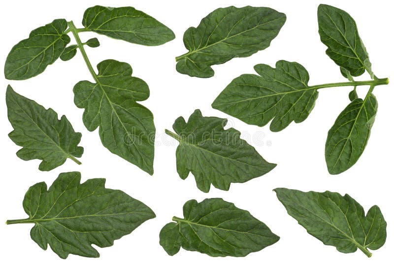 Tomato on a leaf plants stock photo. Image of background - 72383612