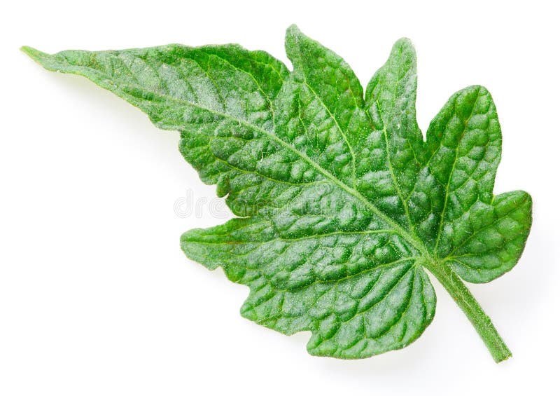 Tomato leaves isolated stock photo. Image of plant, tomatoes 134692336