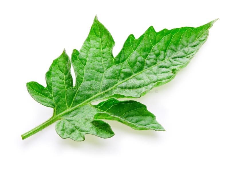 Не выбрасывайте пасынки от томатов. 5 мест, где они вам пригодятся. PLANTS ABOUT