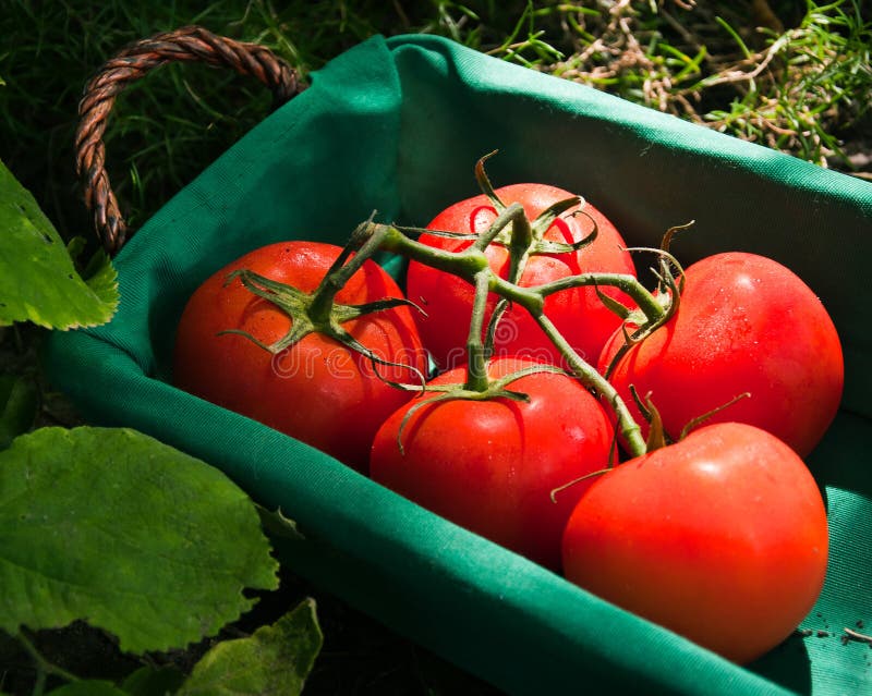 Tomato Patch Garden stock photo. Image of healthy, organic 27560132