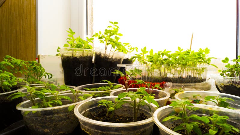 Tomato and pepper seedlings grown from seeds at home, for further planting in the garden.