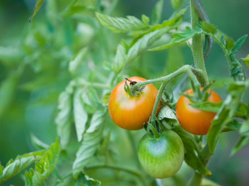 Tomato plant