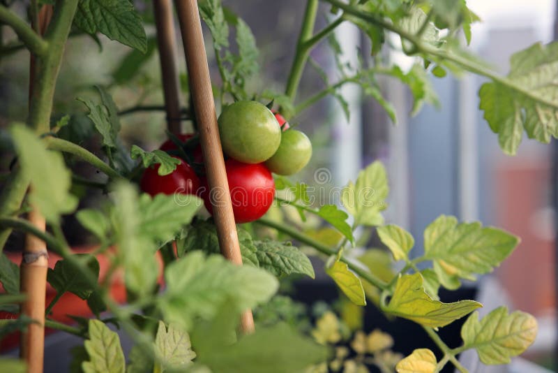 Tomato plant on balcony with green and red fruit