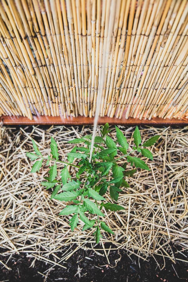 Tomato Plant Climbing on a String, Topview Stock Photo Image of