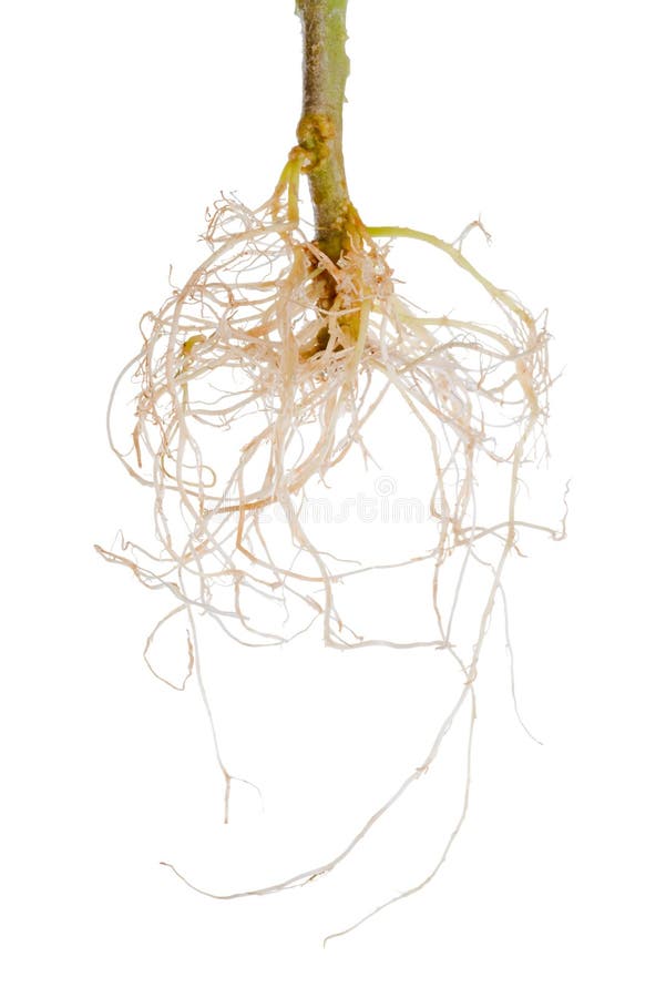 Tomato plant exposed roots is isolated on white