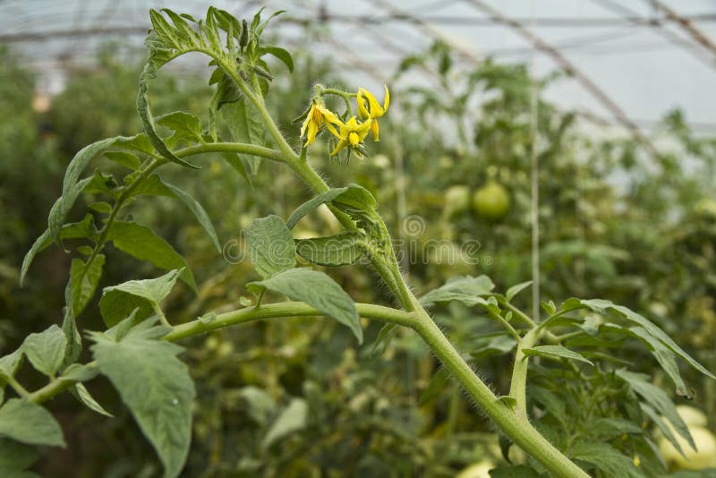 Tomato plant with flowers stock image. Image of house 20879993