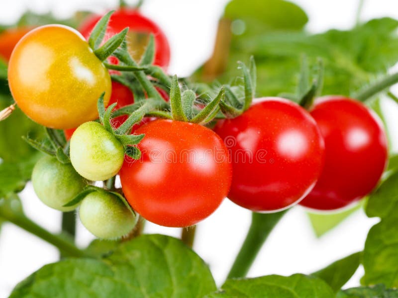 Tomato plant