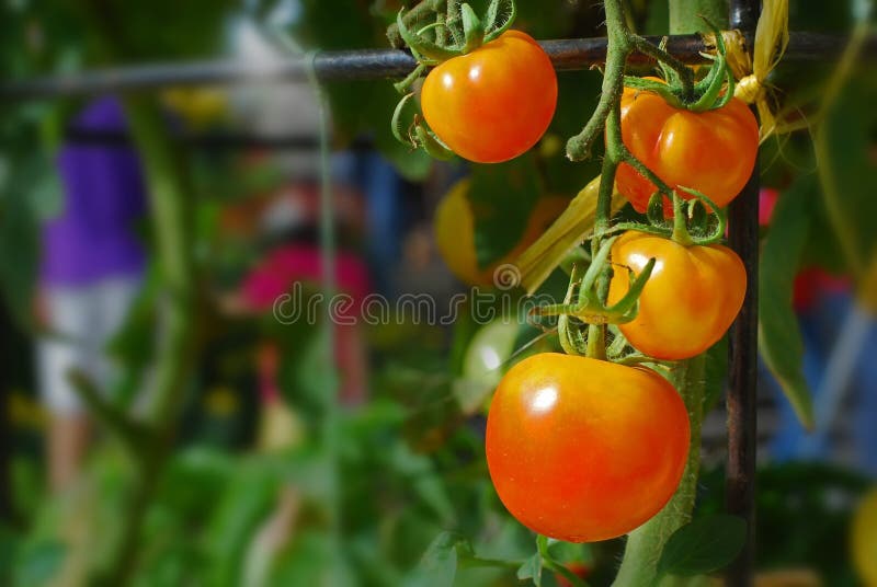 Tomato plant in the garden