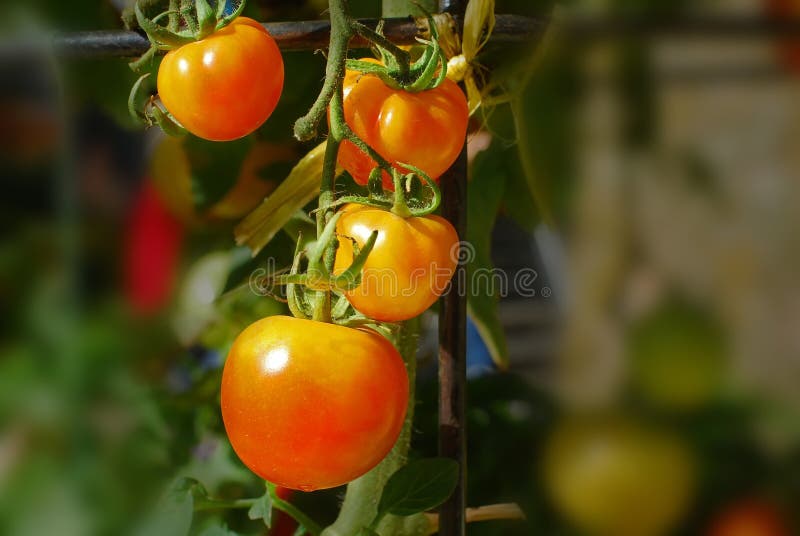 Tomato plant in the garden