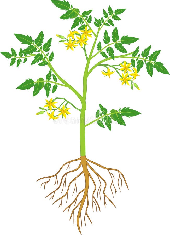 Tomato Plant with Green Leaf, Yellow Flowers and Root System Stock Vector - Illustration of plant, bloom: 168034021 Tomato Plant with Green Leaf, Yellow Flowers and Root System Stock Vector - Illustration of plant, bloom: 168034021