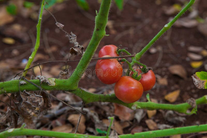 Tomato plant stock photo. Image of green, freshness, tomato 58825030