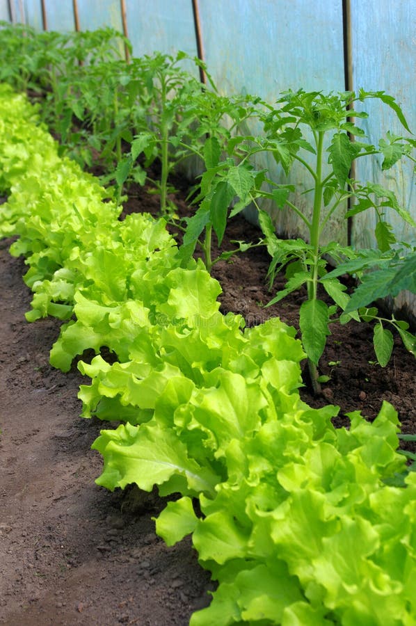 Tomato Plant and Lettuce Seedlings Stock Photo Image of develop