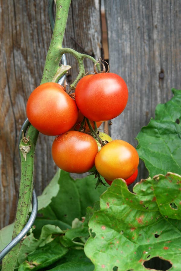 Tomato plant outside stock image. Image of background 28533057