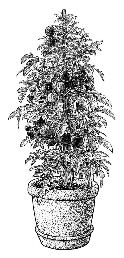 Tomato Plant In Pot Illustration, Drawing, Engraving, Ink, Line Art