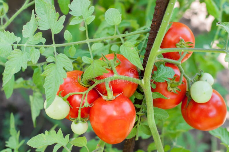 Tomato plant with red and green fruits