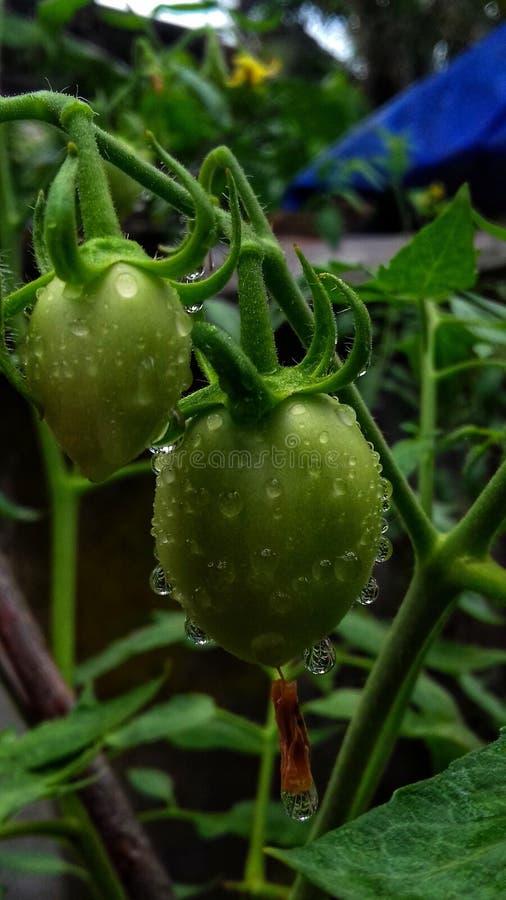 Tomato plant ripe stock photo. Image of ripe, kerala 272734098