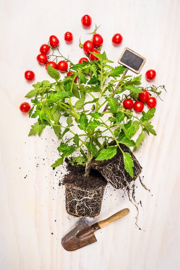 Tomato plant with root, soil, red cherry tomatoes and garden scoop on white wooden background