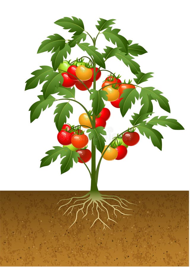 Tomato Plant Stock Illustrations – 29,437 Tomato Plant Stock Illustrations,  Vectors & Clipart - Dreamstime