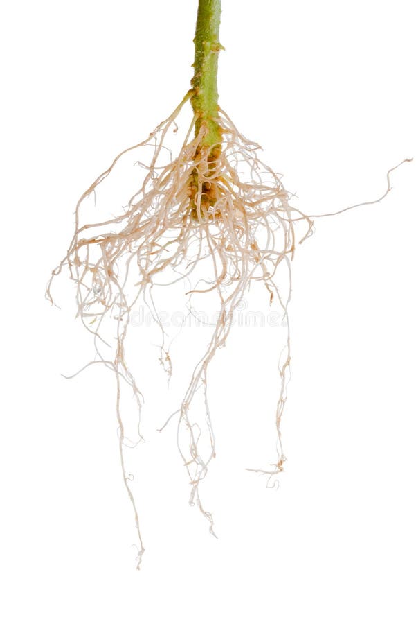 tomato plant roots is isolated on white