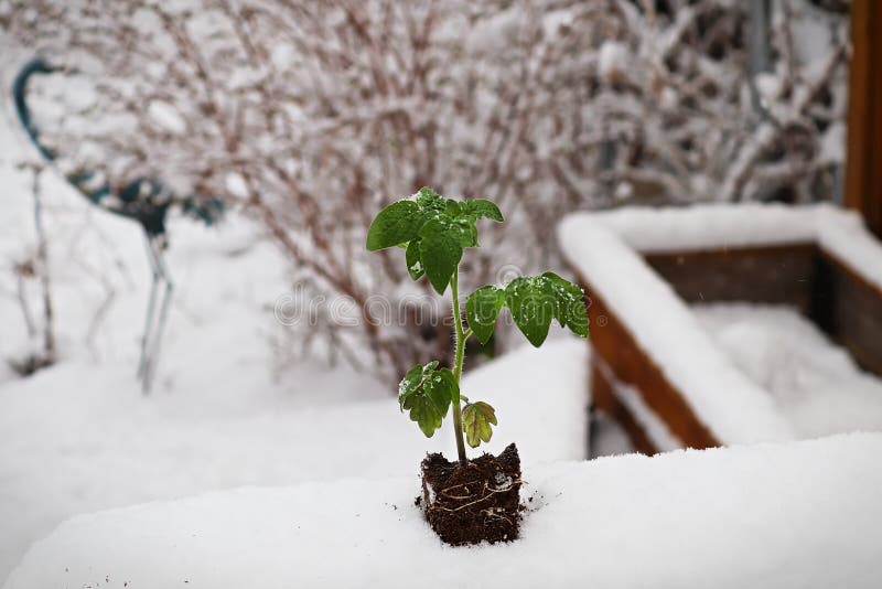 A Tomato Plant Seedling Placed in the Snow Stock Image Image of kill
