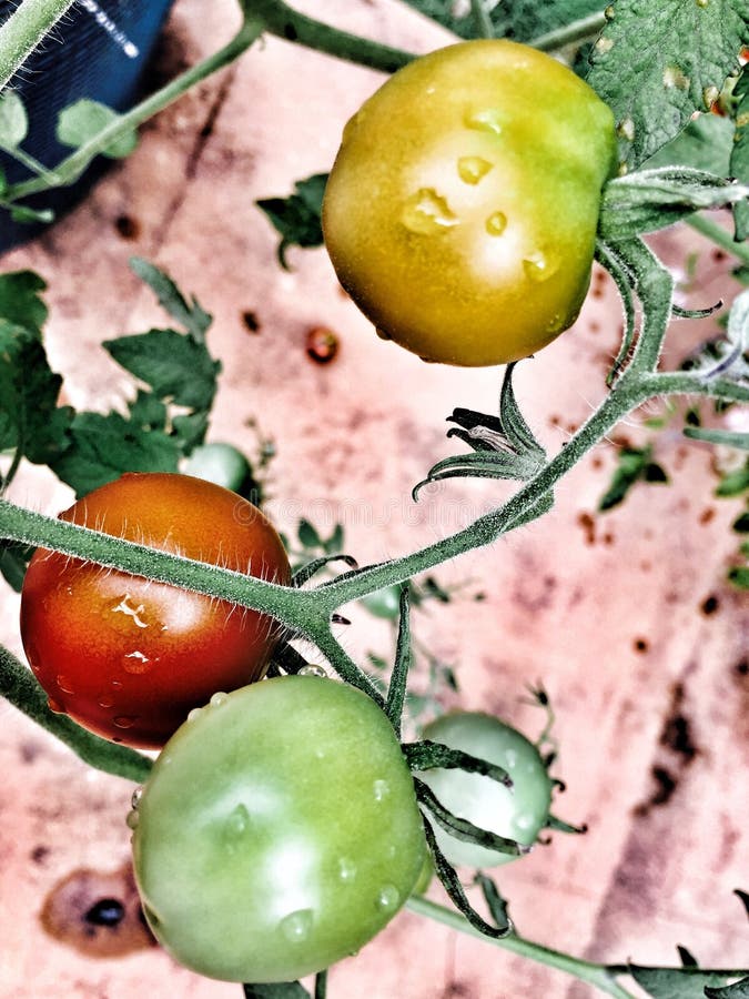 Tomato Plant stock photo. Image of eaten, cooking, vegetable 98152494