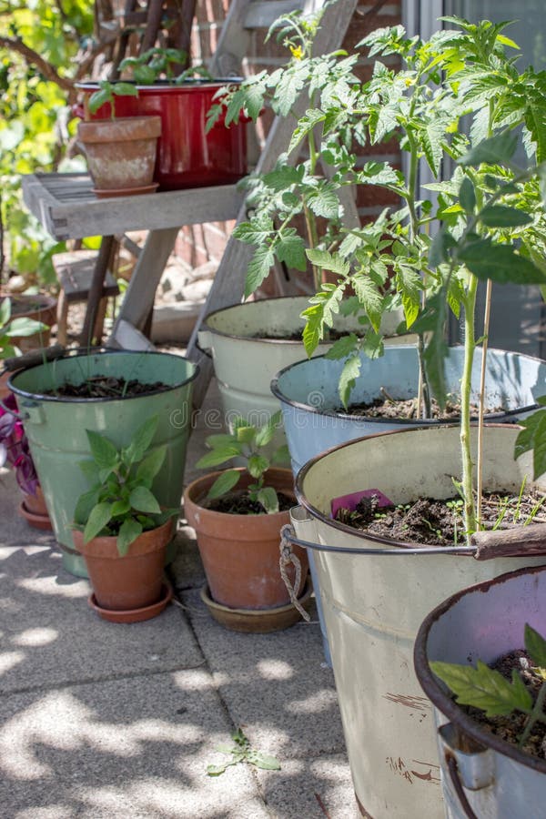 Tomato plants stock image. Image of plants, planter, tomato 55347863