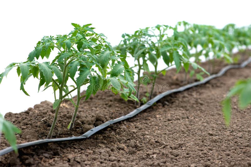 Tomato Plants in a Greenhouse and Drip Irrigation Sistem Stock Photo