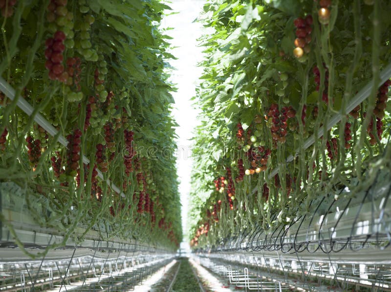Tomato Plants in Greenhouse Stock Image Image of crop, growth 81743927