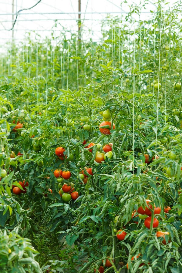 Tomato Plants Growing in Greenhouse Stock Image Image of rows