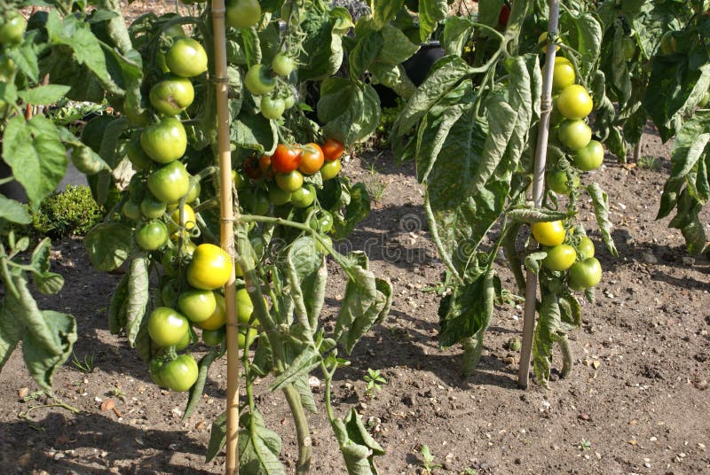 Tomato Plants Growing In A Land Stock Photo Image 60686313