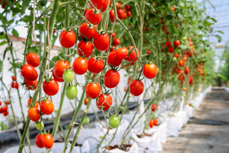 1,228 Vibrant Tomato Field Stock Photos - Free & Royalty-Free