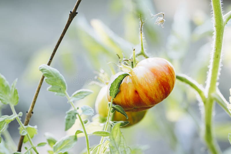 Tomato Ripening on the Plan in the Garden Stock Photo Image of tomato