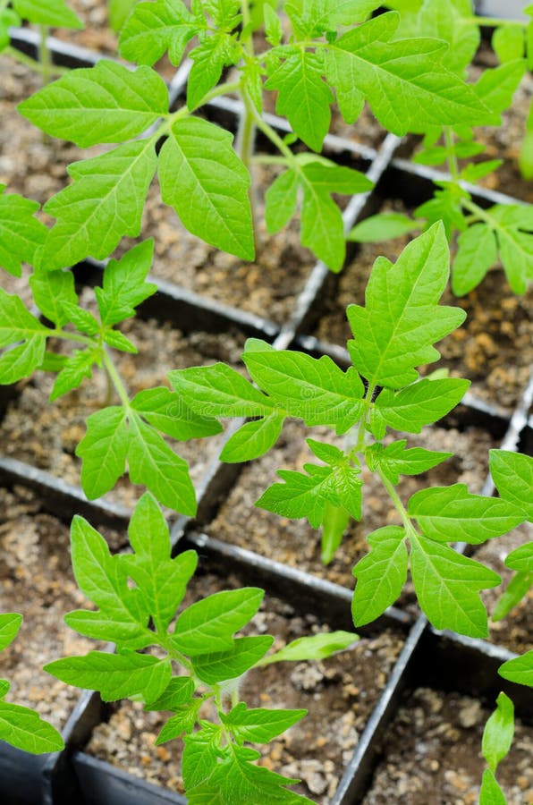 lowest temp for tomato seedlings lowest temp for tomato seedlings
