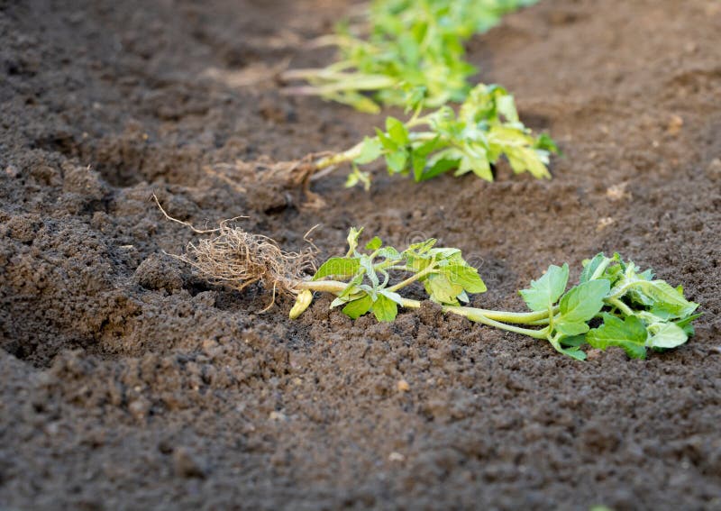 Tomato seedlings with good roots - ready for planting in the garden