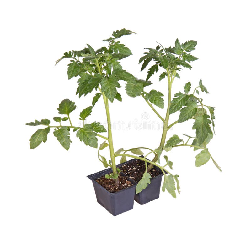 transplanting tomato seedlings with just cory tendons transplanting tomato seedlings with just cory tendons