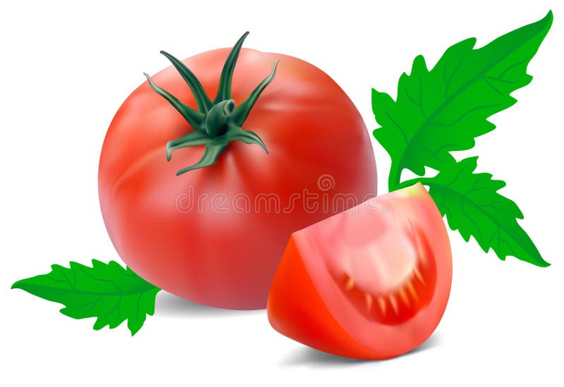 Tomato with segment on a white background