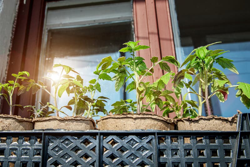 Tomato Sprouts Grows in Box Standing on Window Sill at Home Stock Image