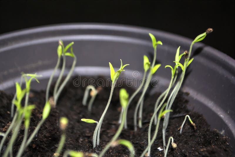 Tomato sprouts in the pot stock image. Image of nature 66518323