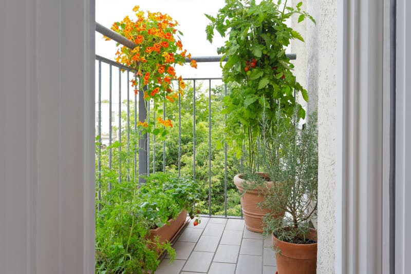 Tomato strawberry plants pots balcony